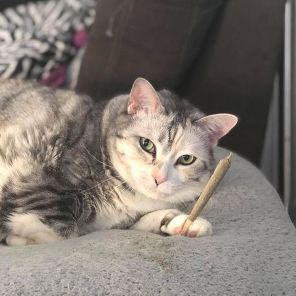 Catnibas® - King Size Meowy J's