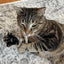 Catnibas® - King Size Meowy J's