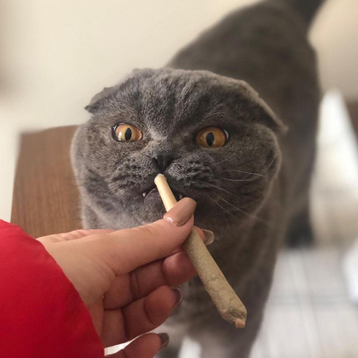 Catnibas® - King Size Meowy J's