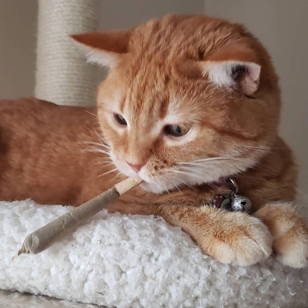 Catnibas® - King Size Meowy J's - Meowijuana - A Catnip Company