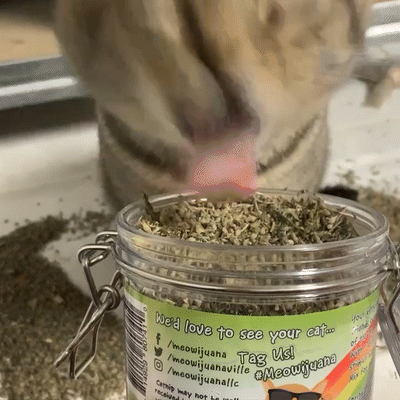 Jar of Catnip Pawty Mix with Lemongrass