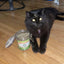 Jar of Catnip Pawty Mix with Lemongrass
