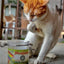 Jar of Catnip Pawty Mix - Meowijuana - A Catnip Company