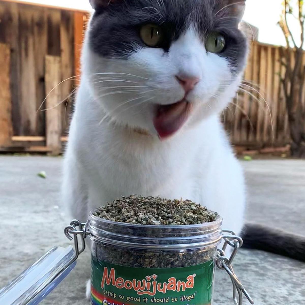 Jar of Catnip Pawty Mix - Meowijuana - A Catnip Company