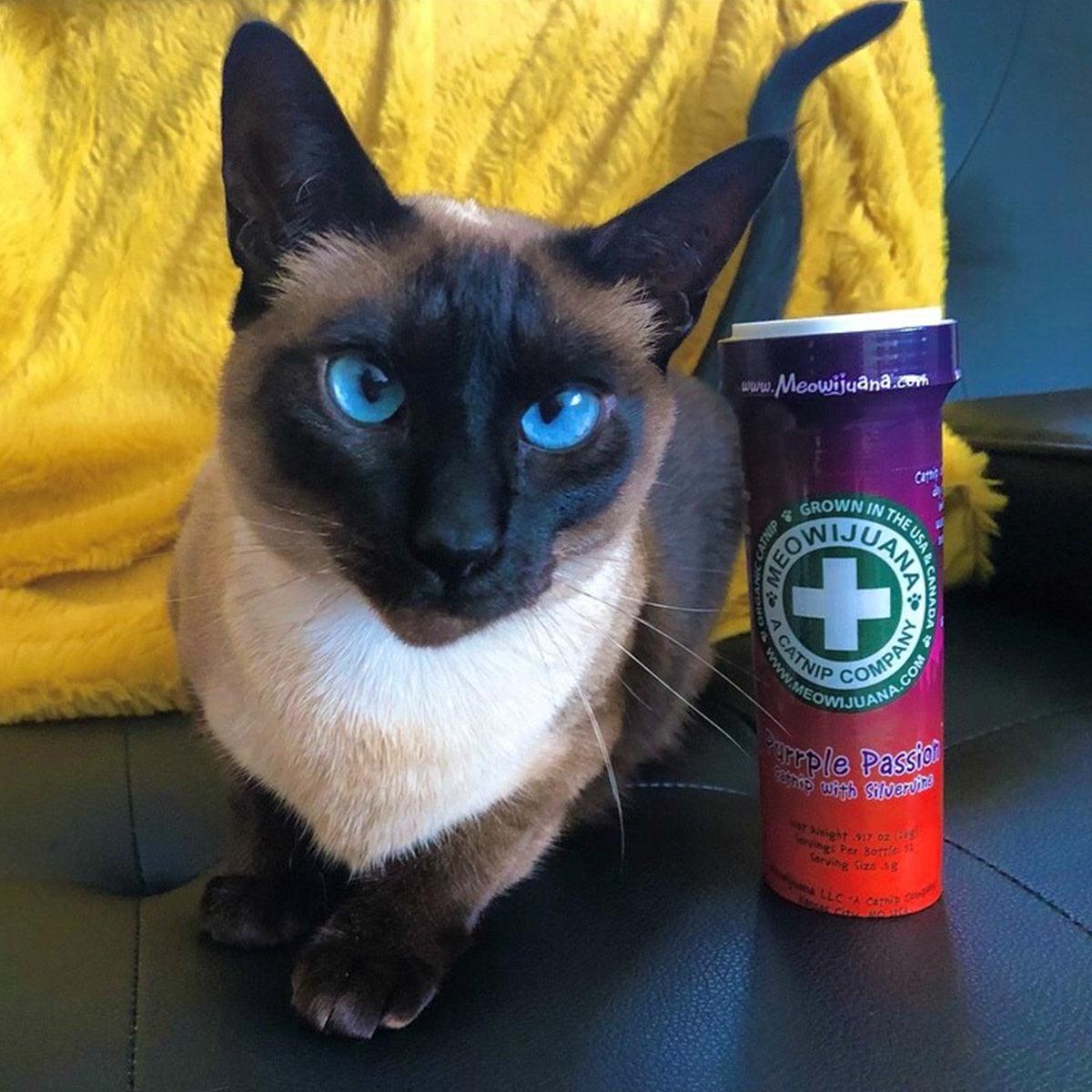 Purrple Passion - Silvervine & Catnip Blend - Meowijuana - A Catnip Company