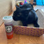 Purrple Passion - Silvervine & Catnip Blend