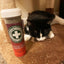 Purrple Passion - Silvervine & Catnip Blend