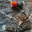 Purrple Passion - Silvervine & Catnip Blend