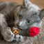 Red Catnip Spliff - Catnip & Valerian Root Filled Toy - Meowijuana - A Catnip Company