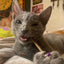 Silvervine Sticks - Meowijuana - A Catnip Company