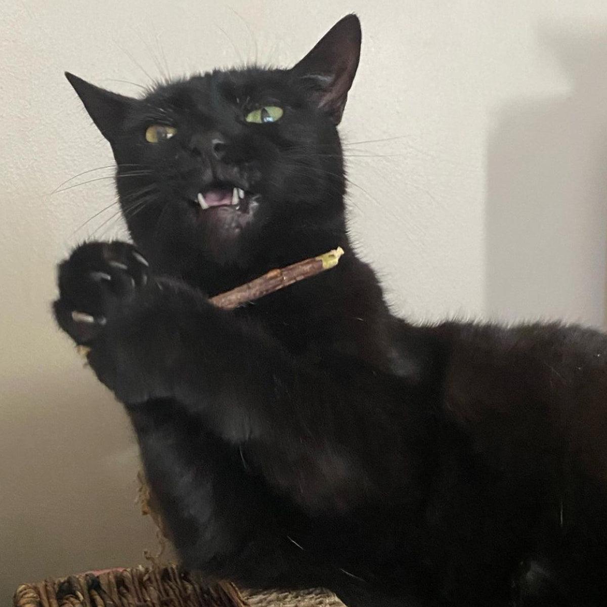 Silvervine for cats teeth on sale