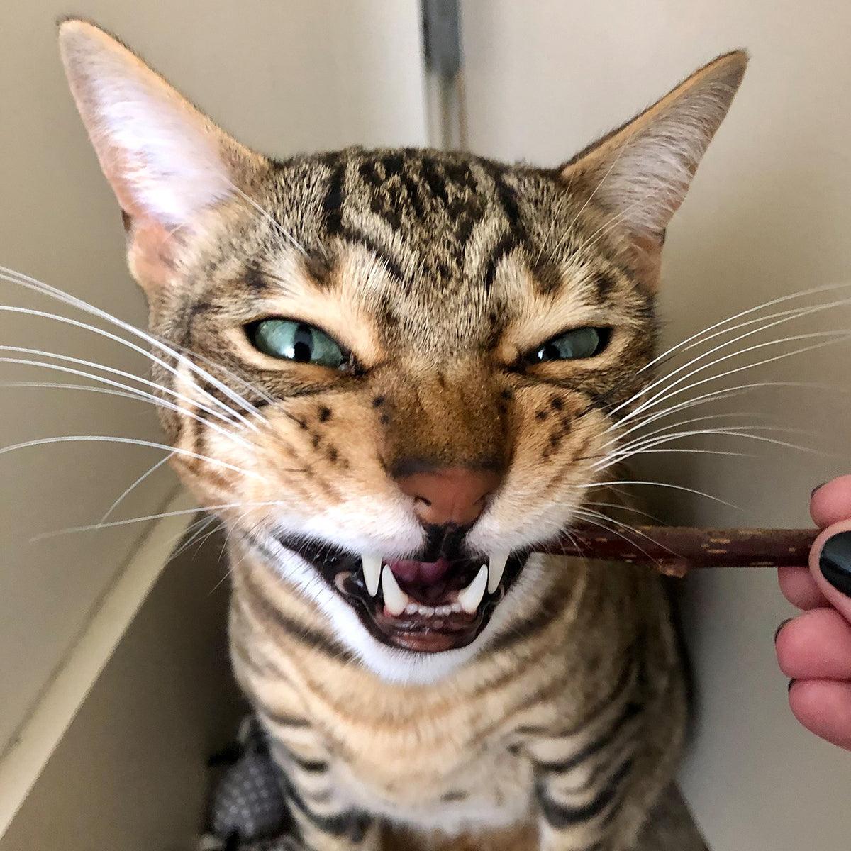 Silvervine Sticks - Meowijuana - A Catnip Company