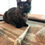 Catnibas® - Supernatural Meowy J