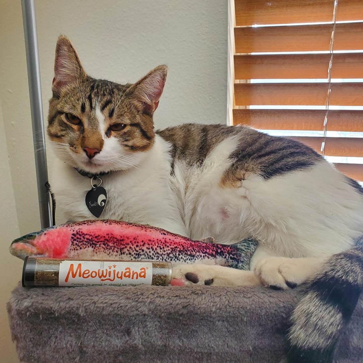 Get Smoked Refillable Rainbow Trout - Meowijuana - A Catnip Company