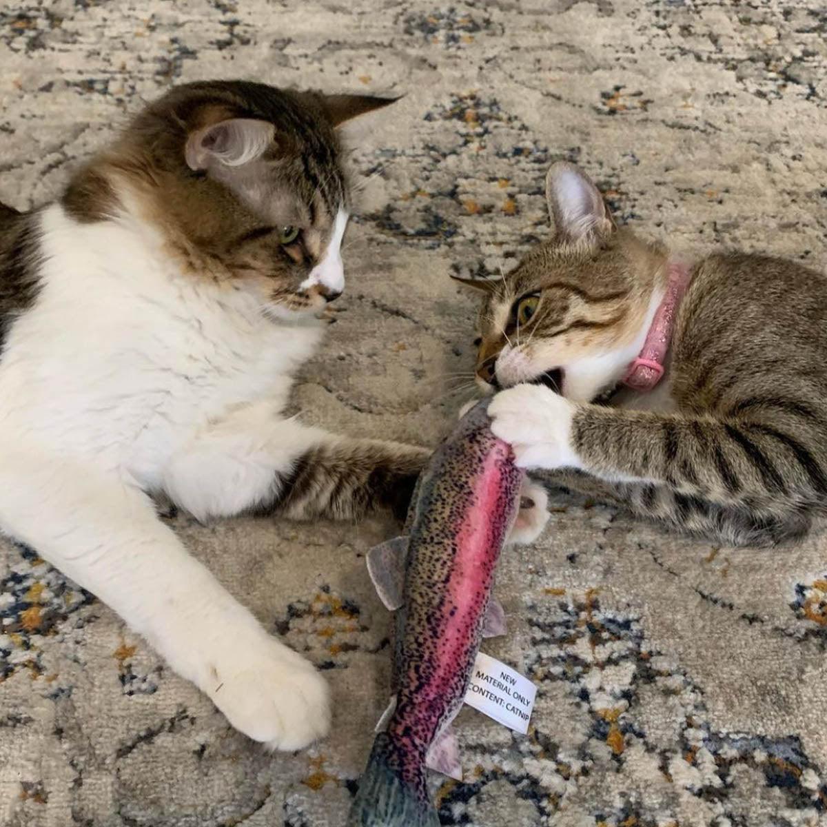 Get Smoked Refillable Rainbow Trout - Meowijuana - A Catnip Company