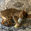 Whisker Tickler - Chamomile, Dandelion & Catnip Blend - Meowijuana - A Catnip Company
