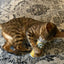 Whisker Tickler - Chamomile, Dandelion & Catnip Blend