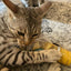 Whisker Tickler - Chamomile, Dandelion & Catnip Blend